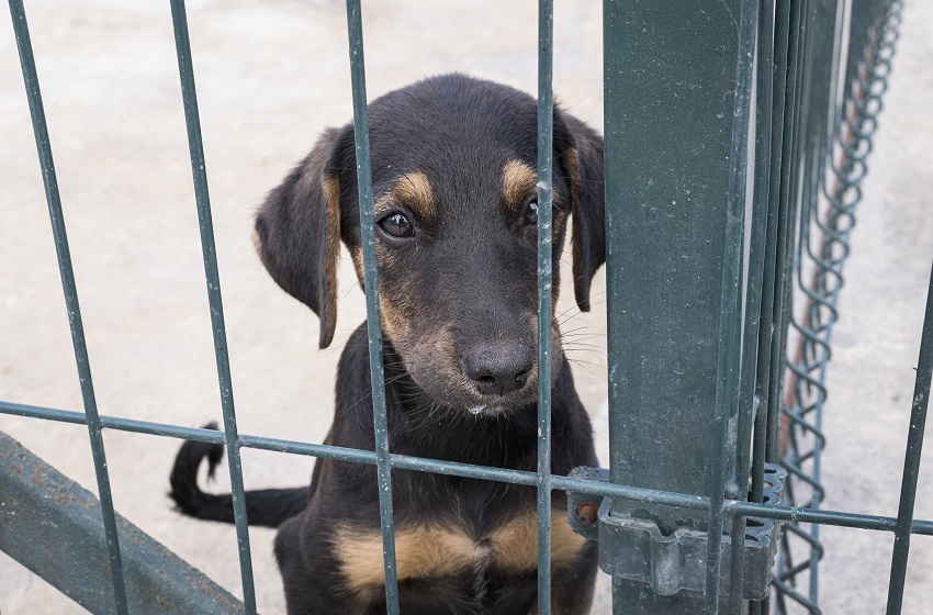 Casos de maltrato animal aumentaron un 62% en 2025 en Bogotá: María Clara Name 